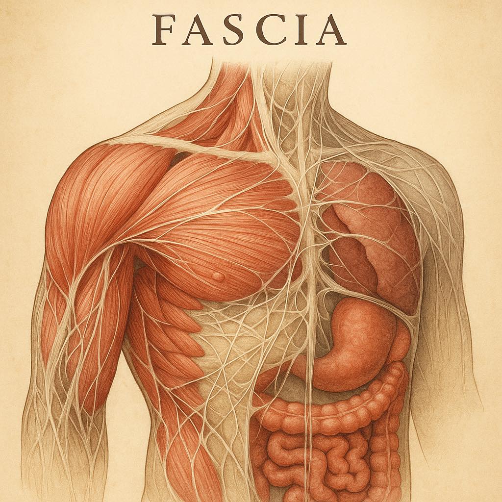 Fascia is Not Filler